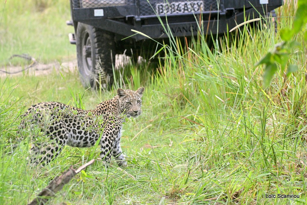 Léopard/Leopard (7)