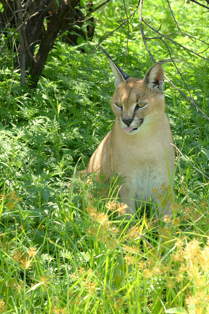 Caracal (14)