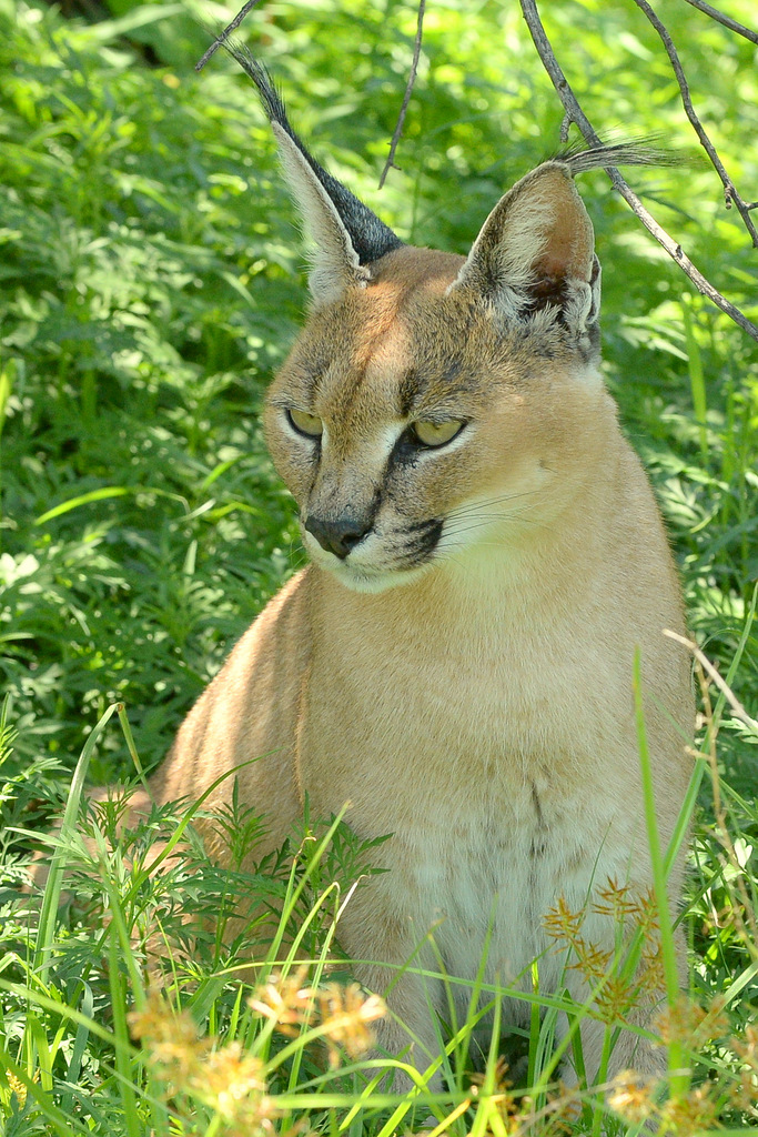 Caracal (15)