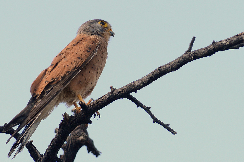 Crécerelle des rochers/Rock Kestrel (1)