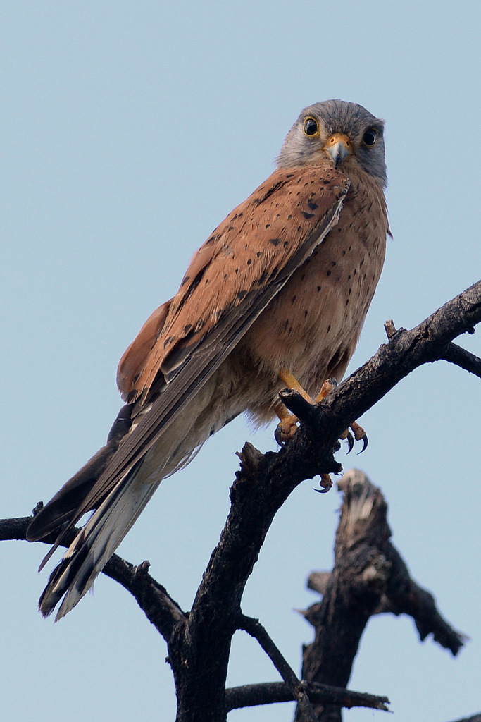 Crécerelle des rochers/Rock Kestrel (2)