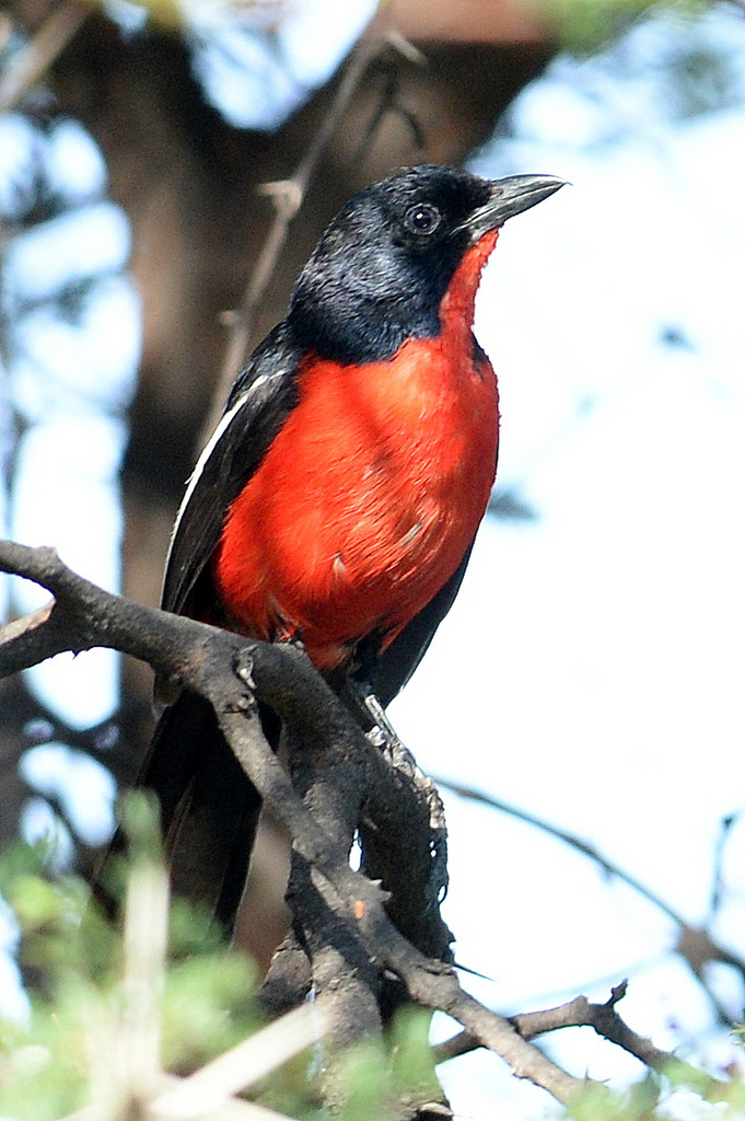 Gonolek rouge et noir/Crimson-breasted Shrike (5) 