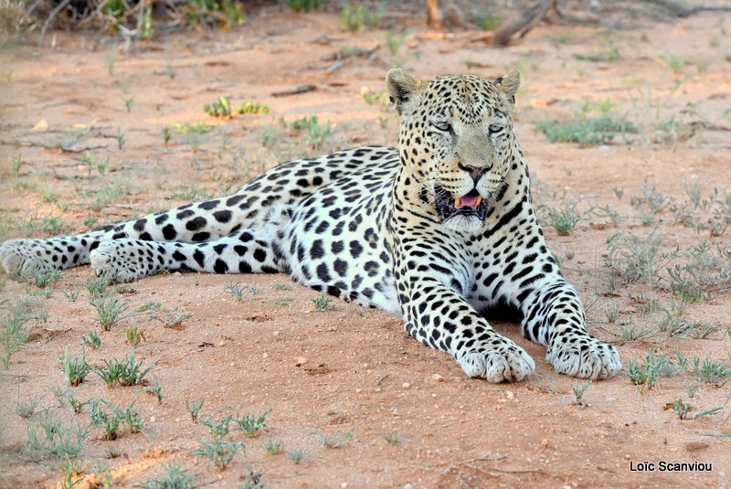 Léopard/Leopard (5)