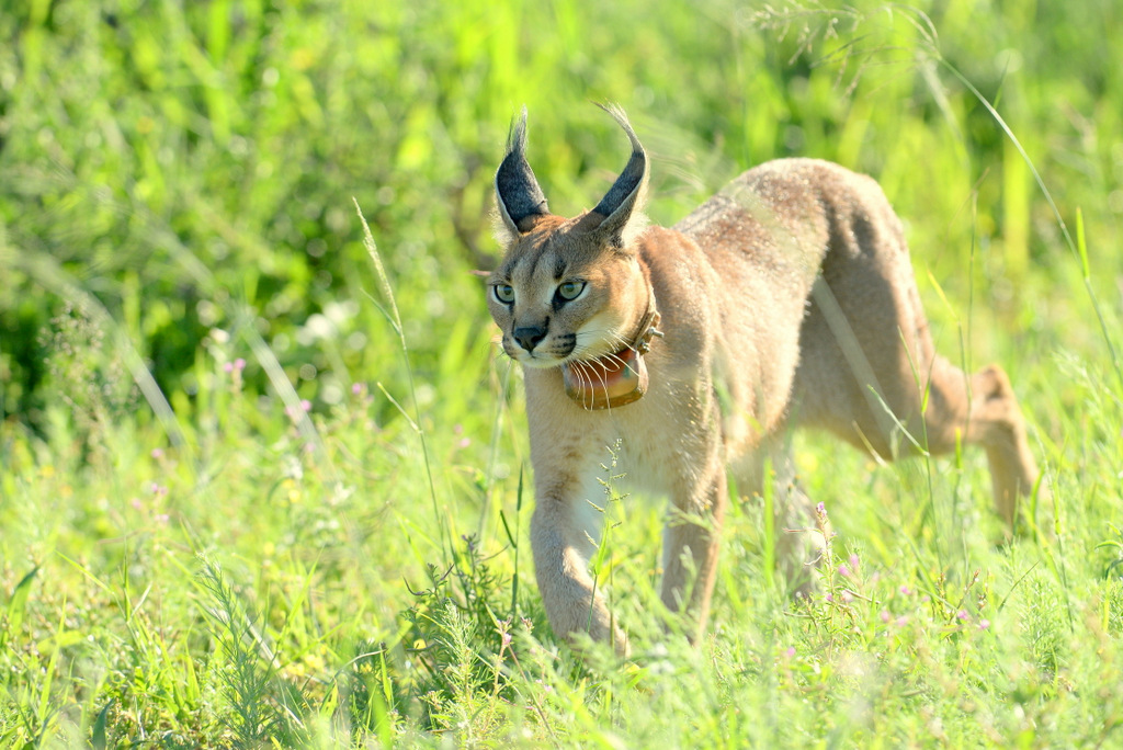 Caracal (16)