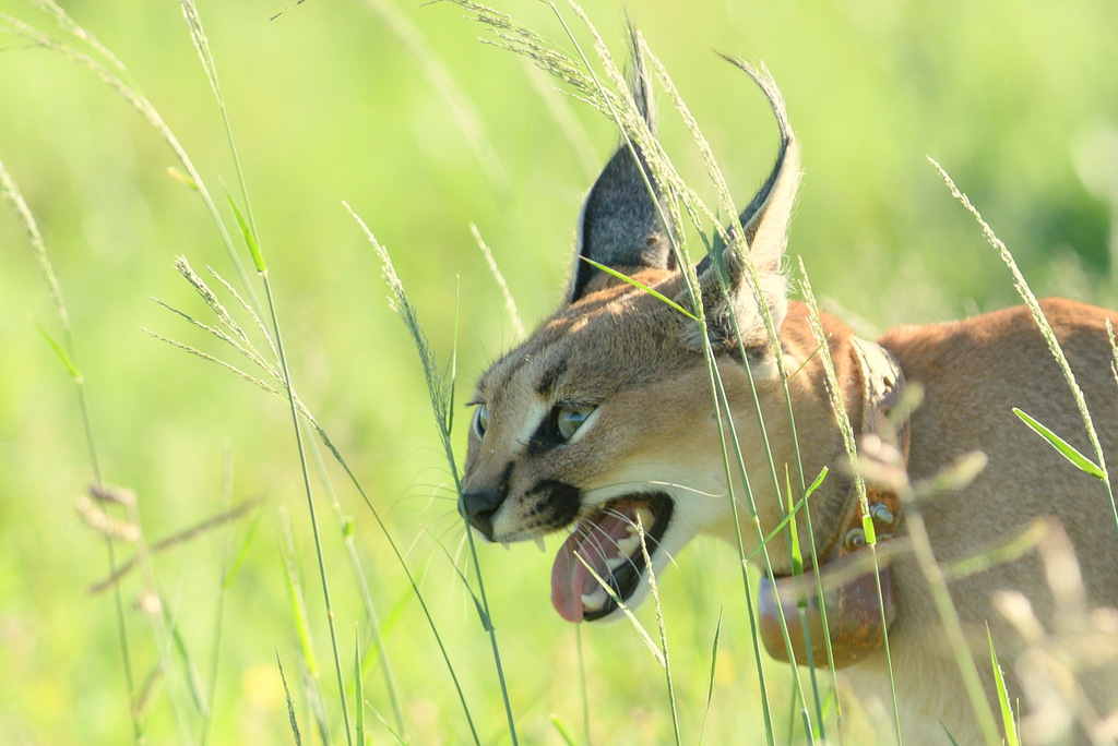 Caracal (17)