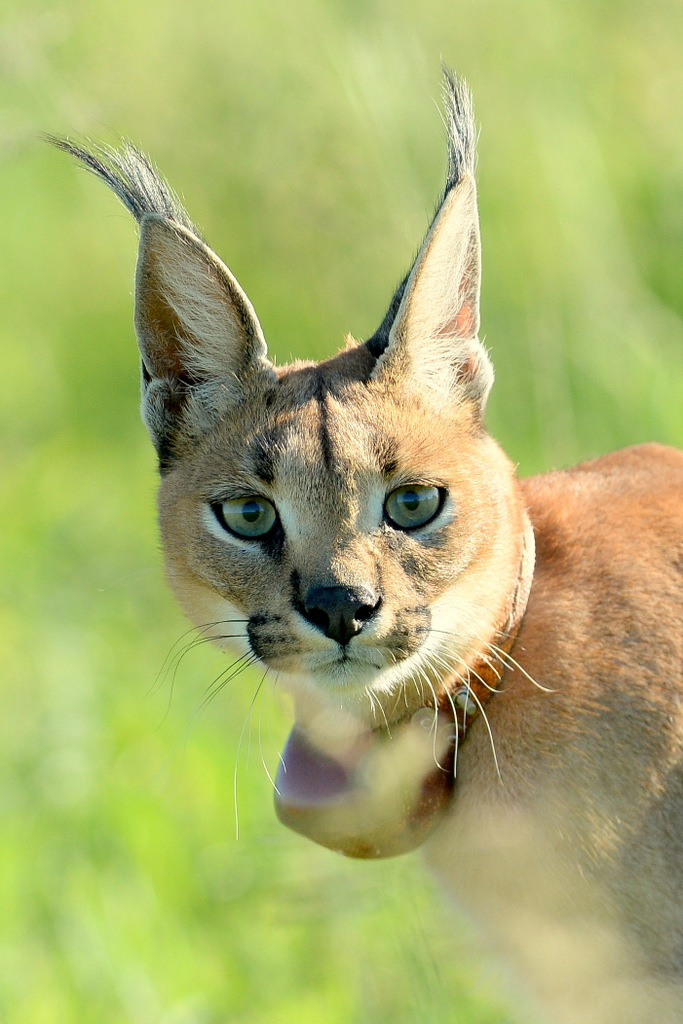 Caracal (18)