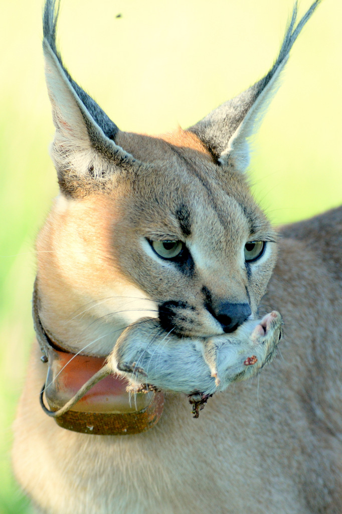 Caracal (19)