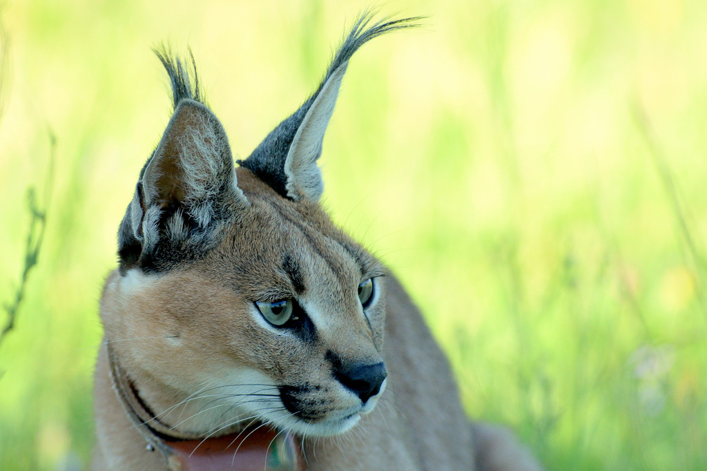 Caracal (20)