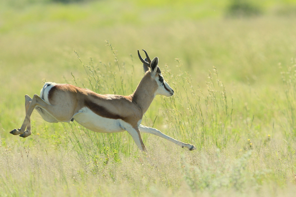 Springbock (1)