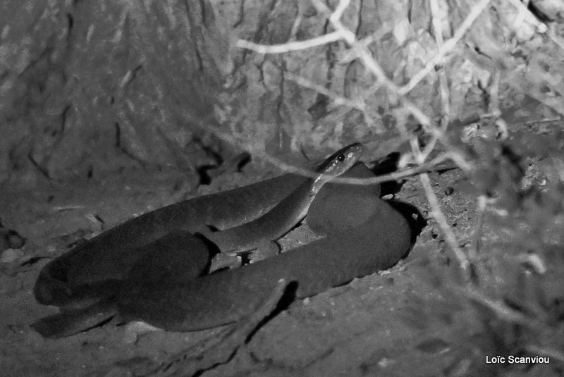 Mamba noir/Black Mamba (1)