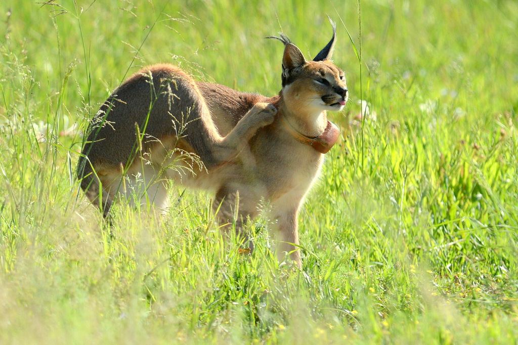 Caracal (21)