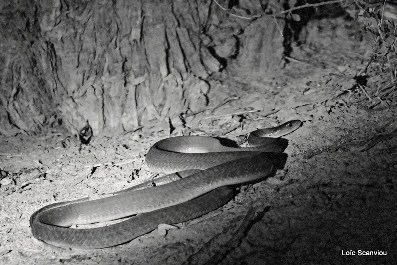 Mamba noir/Black Mamba (2)