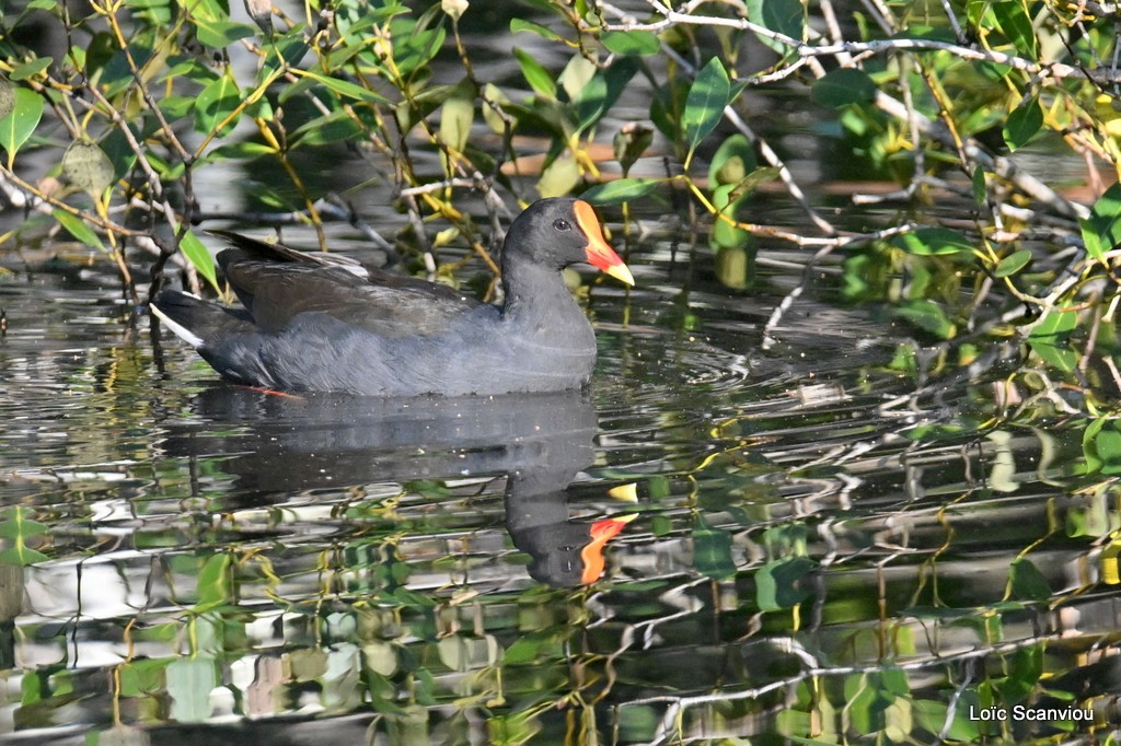 Gallinule sombre/Dusky Moorhen (3)