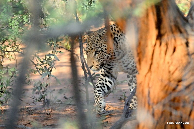 Léopard/Leopard (6)