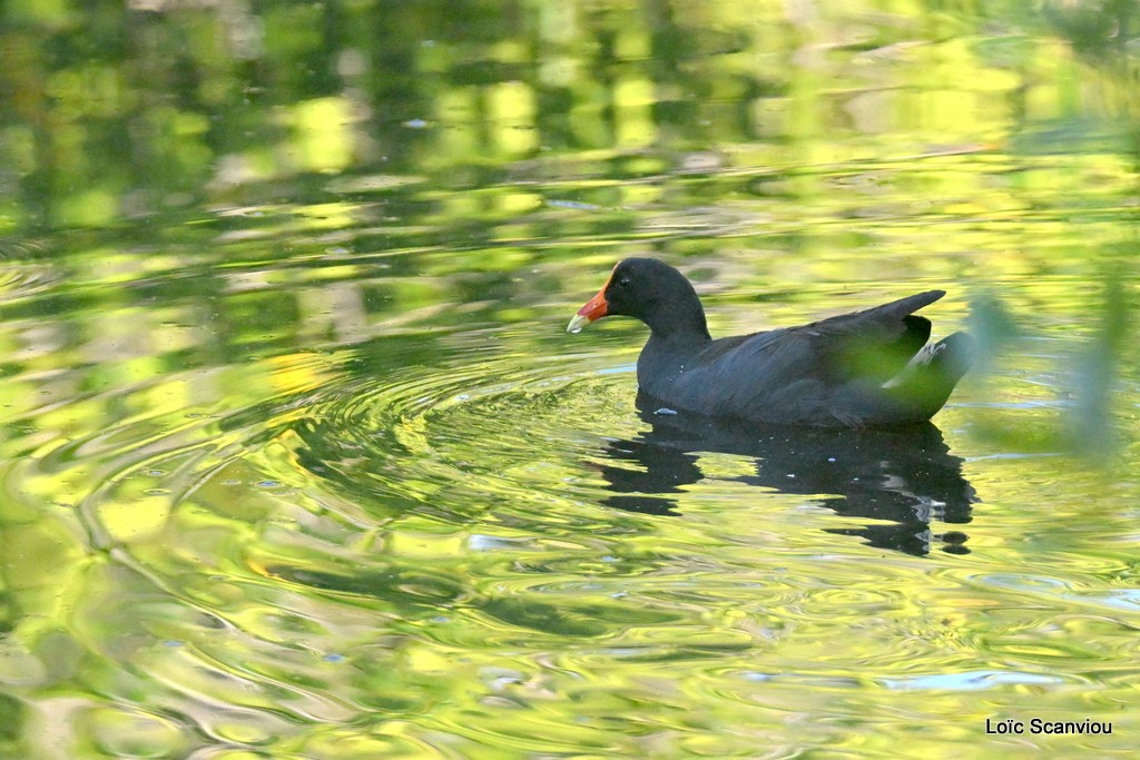 Gallinule sombre/Dusky Moorhen (2)