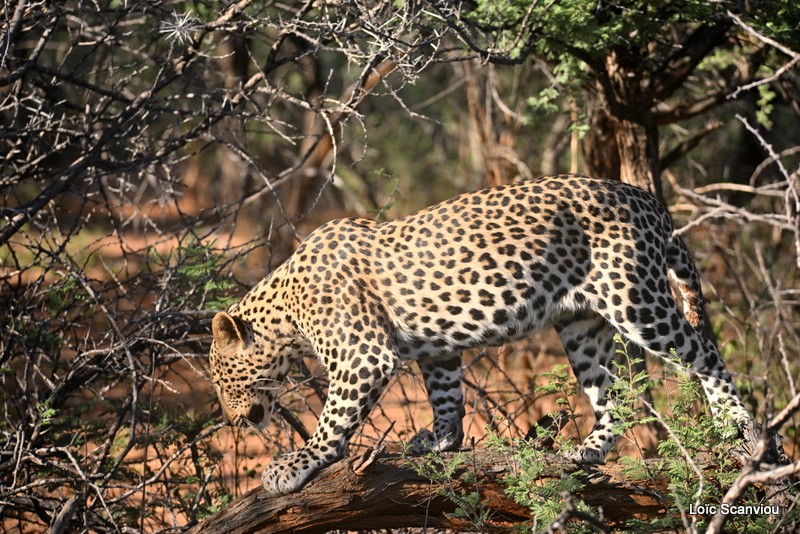 Léopard/Leopard (7)