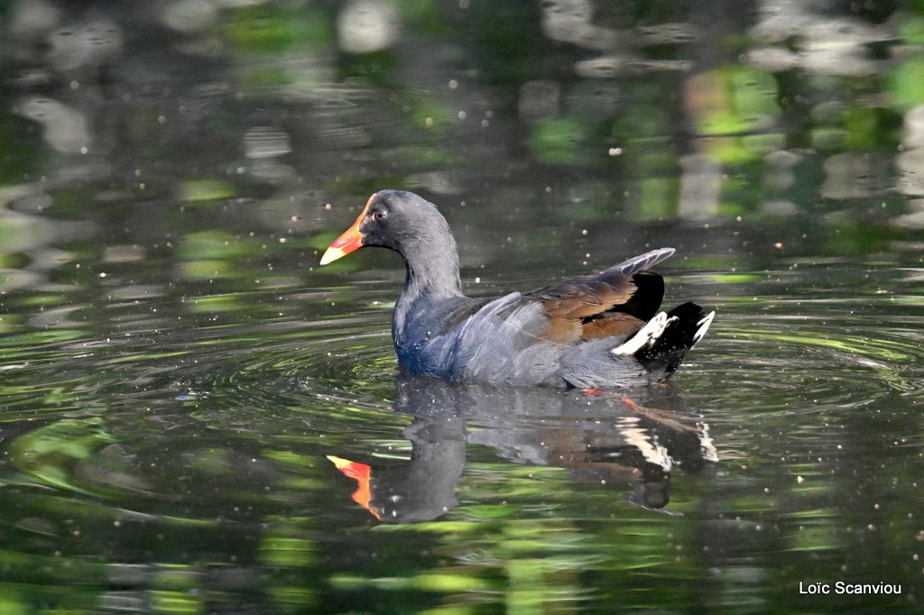 Gallinule sombre/Dusky Moorhen (1)