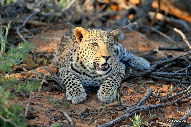 Léopard/Leopard (8)