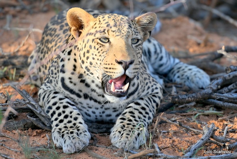 Léopard/Leopard (9)