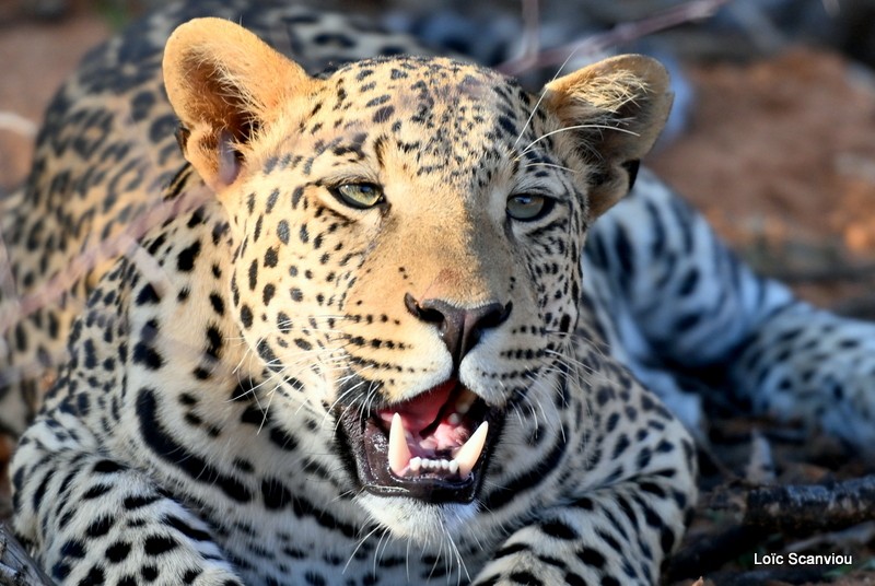 Léopard/Leopard (10)
