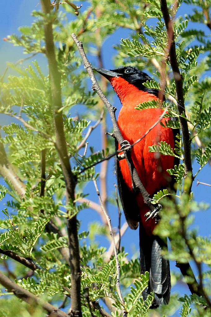 Gonolek rouge et noir/Crimson-breasted Shrike (7) 