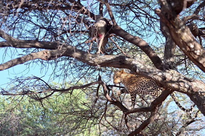 Léopard/Leopard (11)