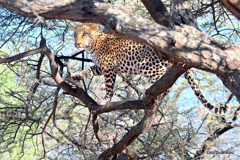 Léopard/Leopard (12)