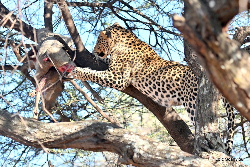 Léopard/Leopard (13)