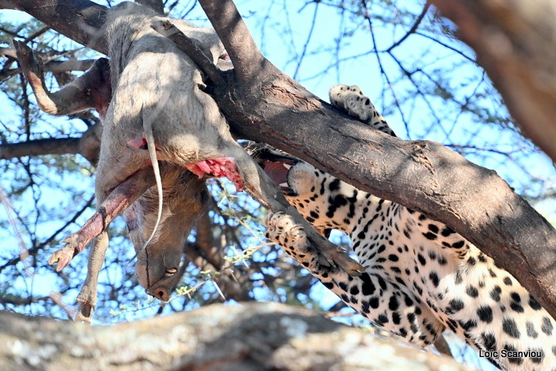 Léopard/Leopard (14)