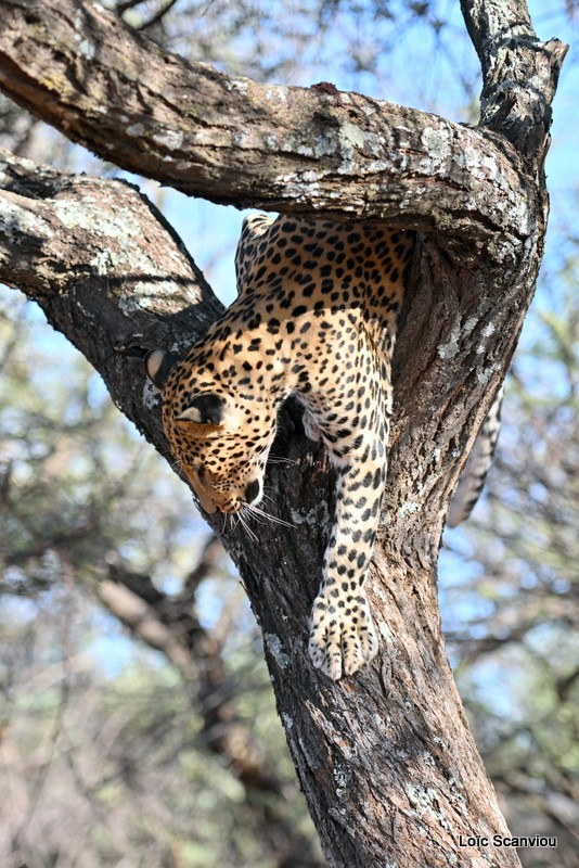 Léopard/Leopard (15)