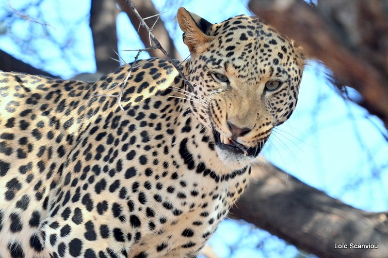 Léopard/Leopard (16)
