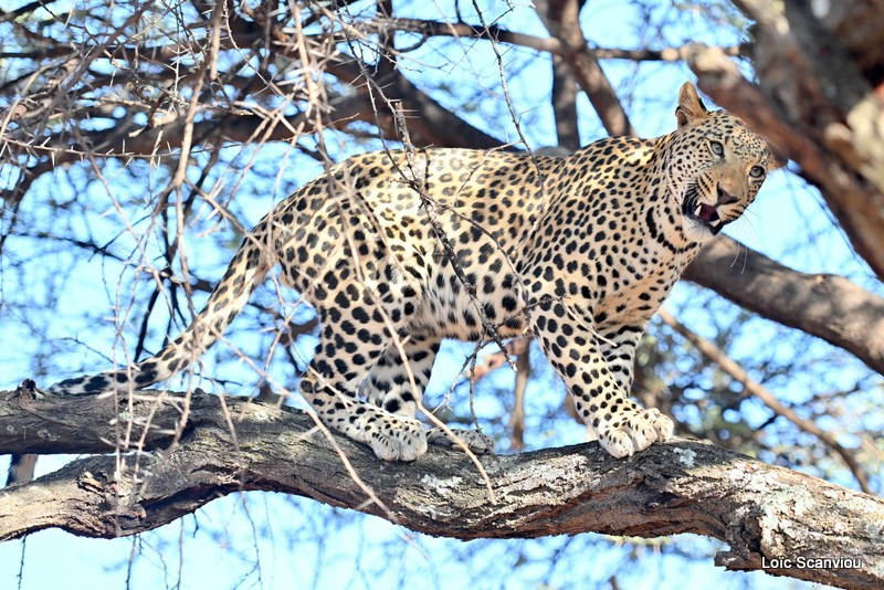 Léopard/Leopard (17)