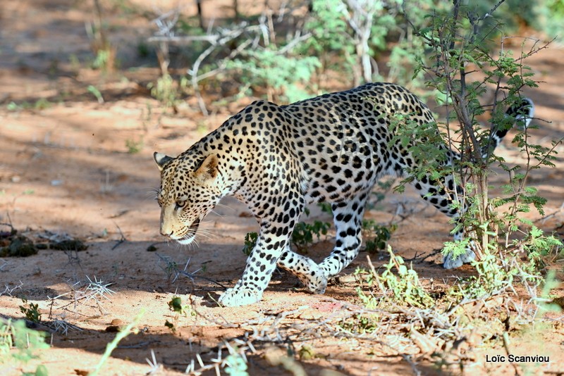 Léopard/Leopard (18)
