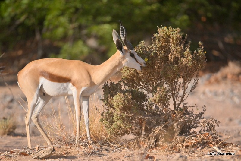 Springbok (1)
