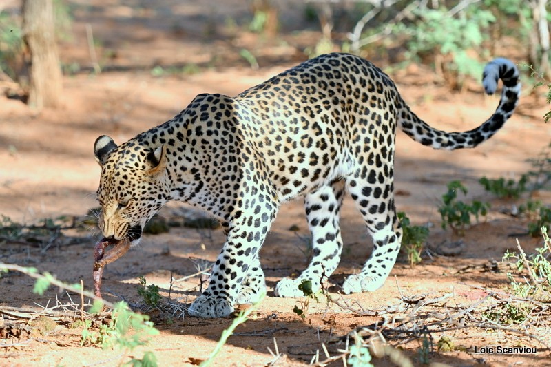 Léopard/Leopard (19)