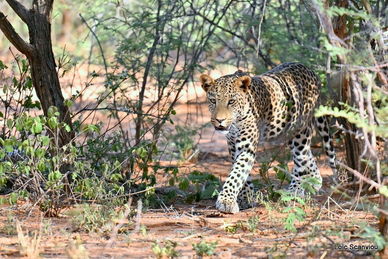 Léopard/Leopard (20)