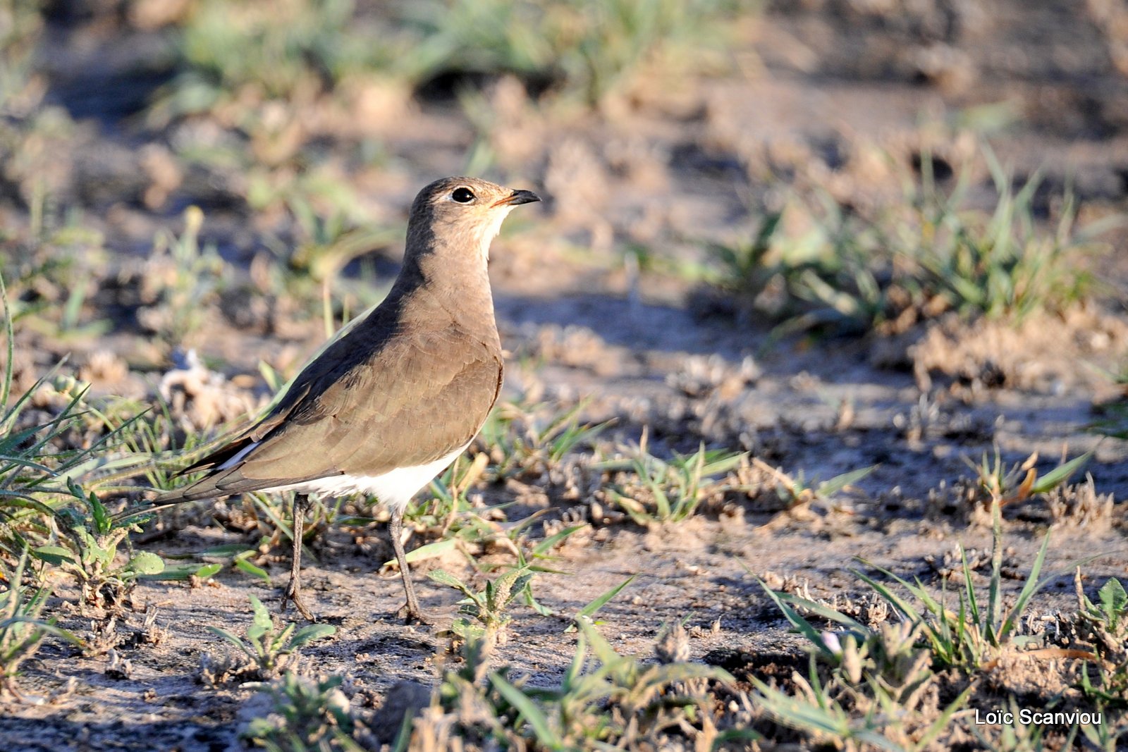 Pluvier pâtre/Kittlitz's Plover (1)