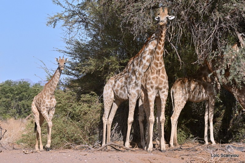 Girafe du Sud/Southern Giraffe