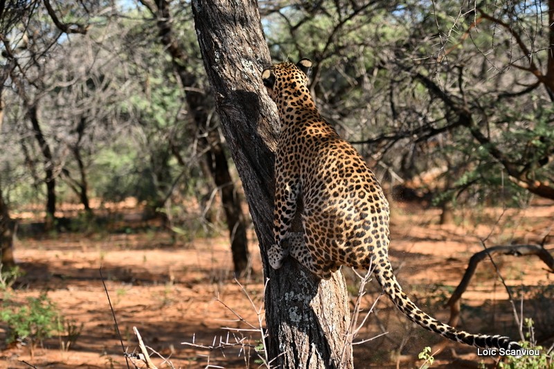 Léopard/Leopard (21)