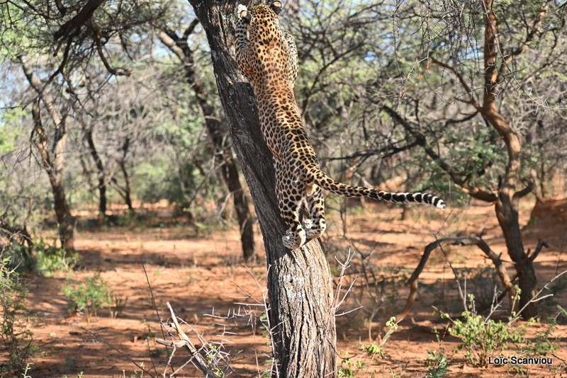 Léopard/Leopard (22)