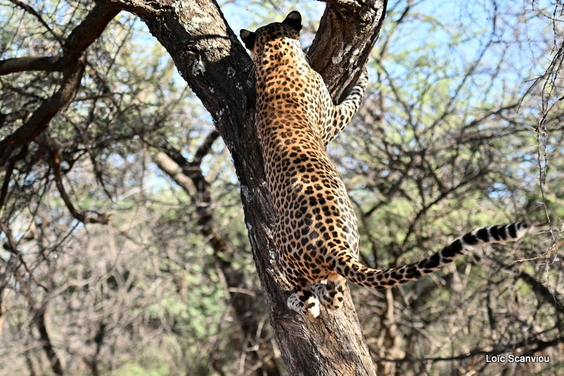 Léopard/Leopard (23)