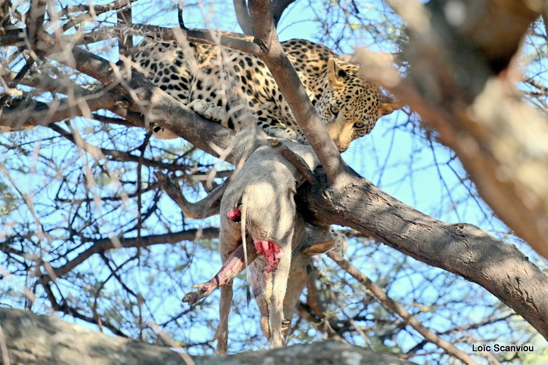Léopard/Leopard (24)