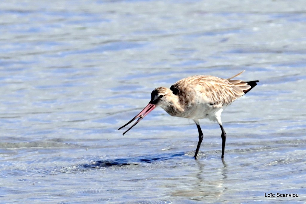 Barge rousse/Bar-tailed Godwit (5)