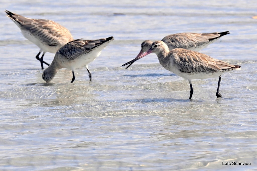 Barge rousse/Bar-tailed Godwit (4)