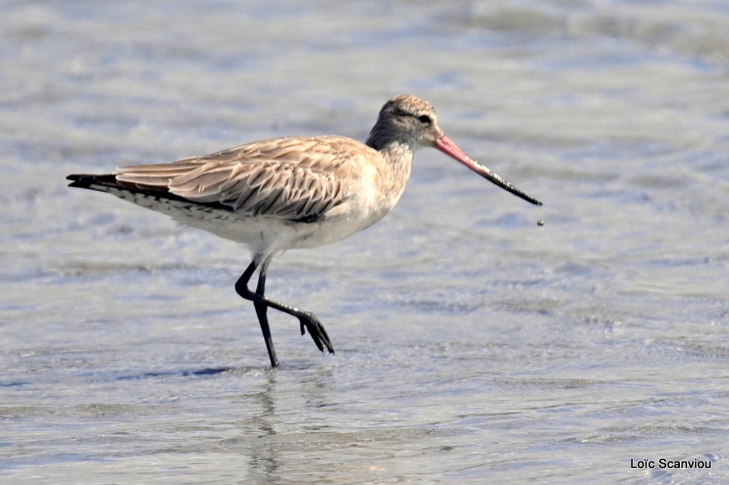Barge rousse/Bar-tailed Godwit (3)
