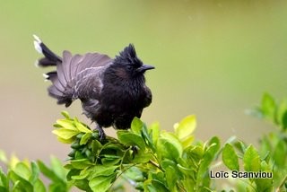 Bulbul à ventre rouge/Red-vented Bulbul (1)