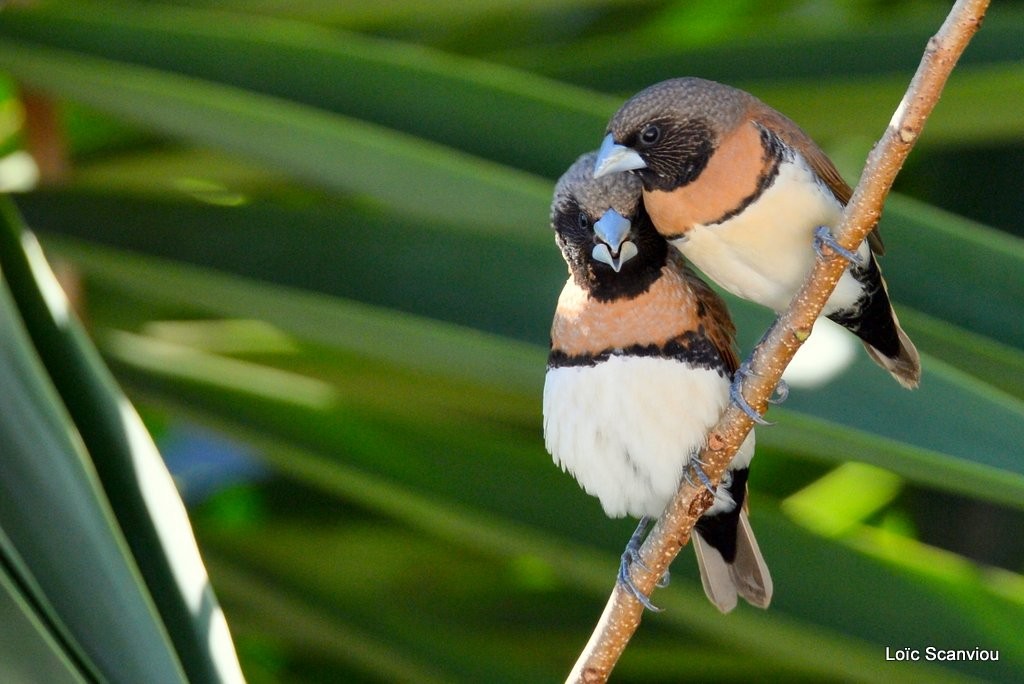 Donacole commun/Chestnut-breasted Munia (3)