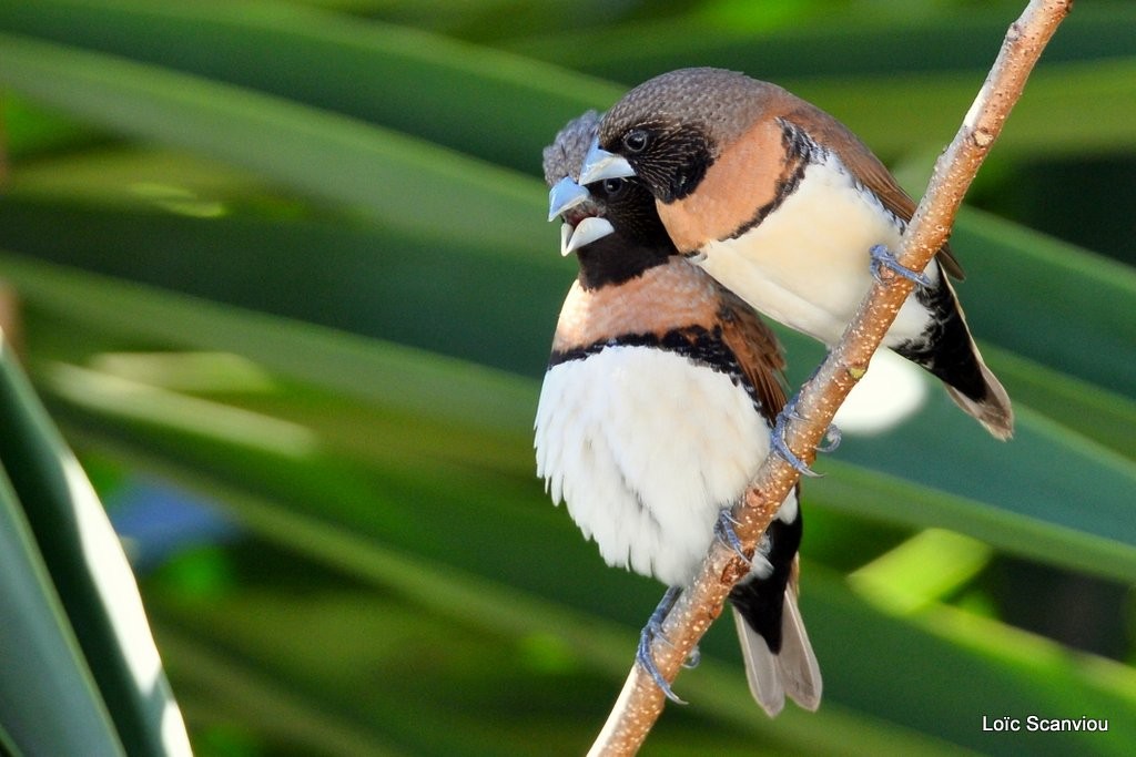 Donacole commun/Chestnut-breasted Munia (4)