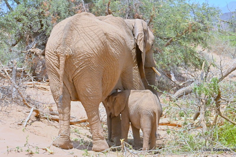 Éléphant déserticole/Desert Elephant (12)