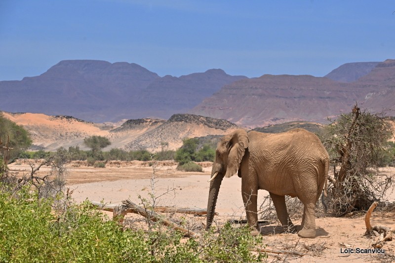 Éléphant déserticole/Desert Elephant (13)